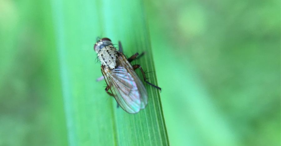 2 osvedčené domáce recepty, ako sa zbaviť múch